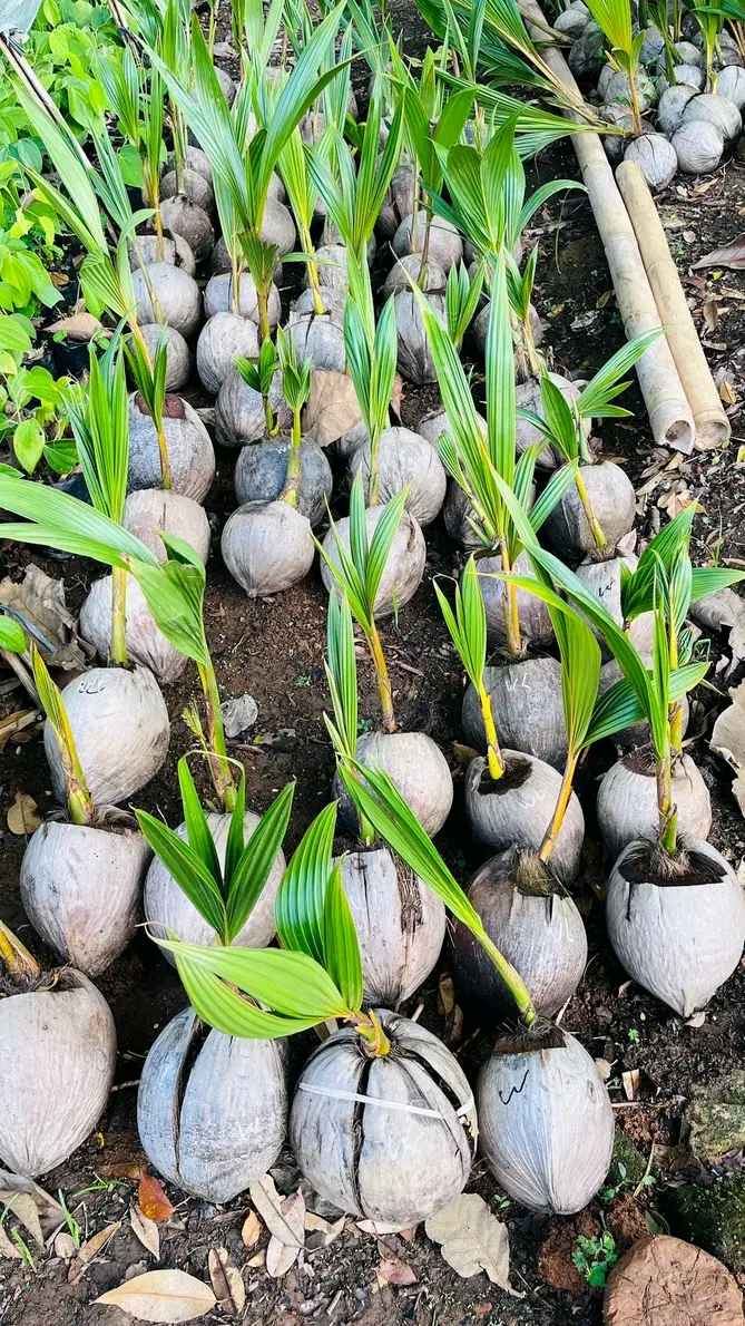 Cara Menanam Bibit Kelapa Kopyor